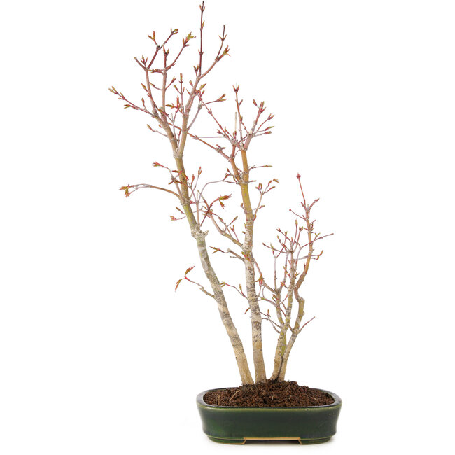 Acer palmatum, 41 cm, ± 5 anni