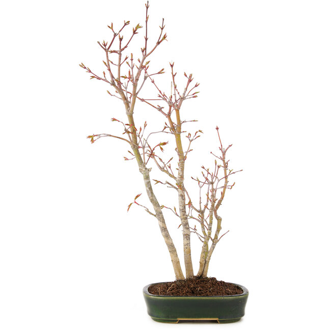 Acer palmatum, 41 cm, ± 5 Jahre alt