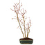 Acer palmatum, 41 cm, ± 5 Jahre alt
