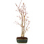 Acer palmatum, 41 cm, ± 5 years old