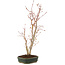 Acer palmatum, 41 cm, ± 5 anni