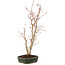 Acer palmatum, 41 cm, ± 5 years old