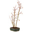 Acer palmatum, 41 cm, ± 5 years old