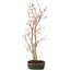 Acer palmatum, 41 cm, ± 5 anni