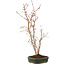 Acer palmatum, 41 cm, ± 5 years old