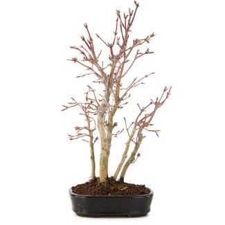 Acer palmatum, 33 cm, ± 5 anni