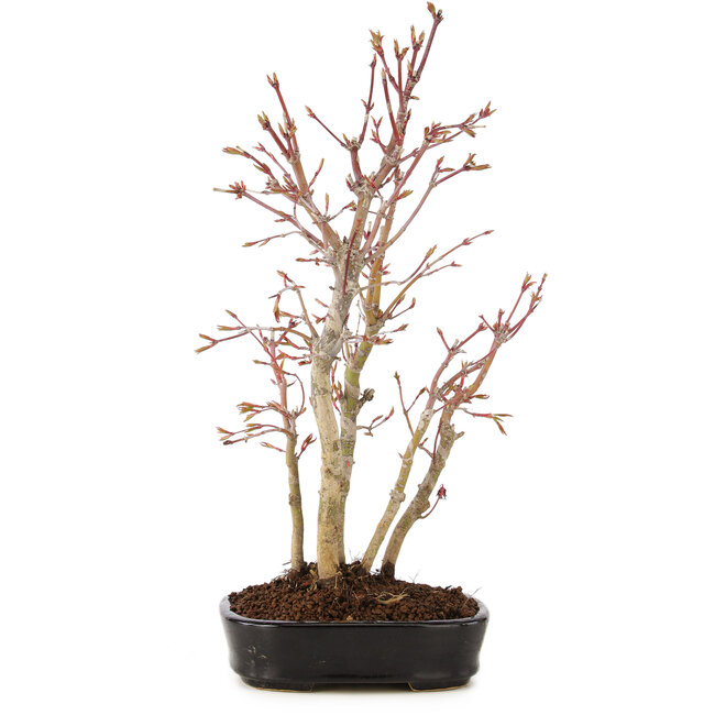 Acer palmatum, 33 cm, ± 5 anni