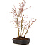 Acer palmatum, 33 cm, ± 5 years old