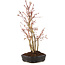 Acer palmatum, 33 cm, ± 5 years old