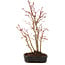 Acer palmatum, 33 cm, ± 5 anni