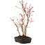 Acer palmatum, 33 cm, ± 5 years old