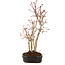 Acer palmatum, 33 cm, ± 5 years old