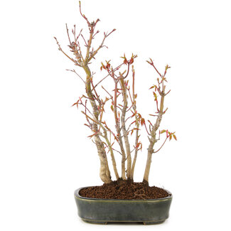 Acer palmatum, 29 cm, ± 5 anni