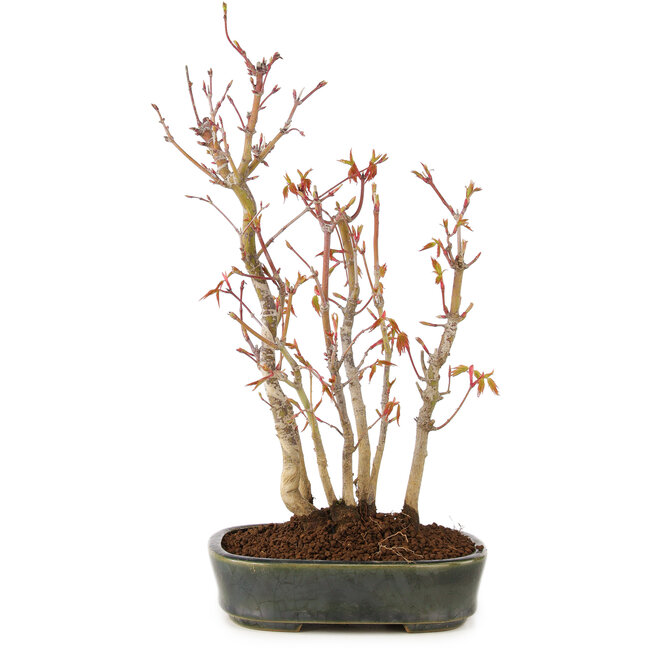 Acer palmatum, 29 cm, ± 5 anni