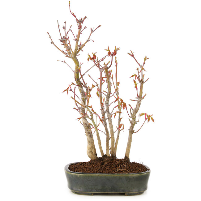 Acer palmatum, 29 cm, ± 5 Jahre alt