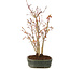 Acer palmatum, 29 cm, ± 5 years old