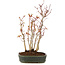 Acer palmatum, 29 cm, ± 5 years old