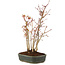 Acer palmatum, 29 cm, ± 5 years old