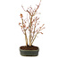 Acer palmatum, 29 cm, ± 5 years old