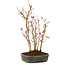 Acer palmatum, 29 cm, ± 5 years old