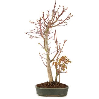 Acer palmatum, 37 cm, ± 5 anni