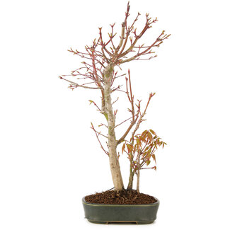 Acer palmatum, 37 cm, ± 5 Jahre alt