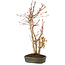 Acer palmatum, 37 cm, ± 5 Jahre alt