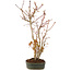 Acer palmatum, 37 cm, ± 5 years old