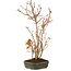 Acer palmatum, 37 cm, ± 5 years old