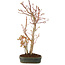 Acer palmatum, 37 cm, ± 5 Jahre alt
