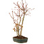 Acer palmatum, 37 cm, ± 5 anni