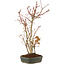 Acer palmatum, 37 cm, ± 5 years old