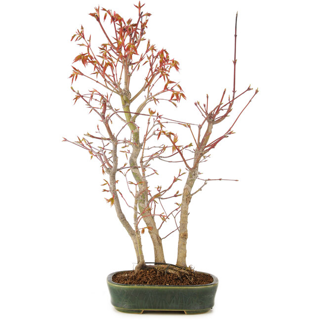 Acer palmatum, 36 cm, ± 5 anni