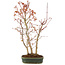 Acer palmatum, 36 cm, ± 5 Jahre alt