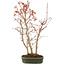 Acer palmatum, 36 cm, ± 5 years old