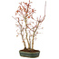 Acer palmatum, 36 cm, ± 5 anni