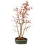 Acer palmatum, 36 cm, ± 5 anni