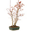 Acer palmatum, 36 cm, ± 5 anni