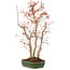 Acer palmatum, 36 cm, ± 5 anni