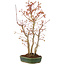 Acer palmatum, 36 cm, ± 5 years old