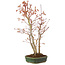 Acer palmatum, 36 cm, ± 5 anni