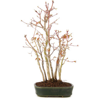 Acer palmatum, 32 cm, ± 5 Jahre alt