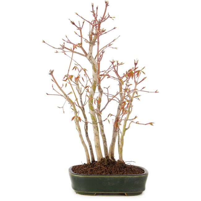 Acer palmatum, 32 cm, ± 5 anni