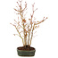 Acer palmatum, 32 cm, ± 5 years old