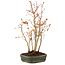 Acer palmatum, 32 cm, ± 5 years old