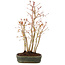 Acer palmatum, 32 cm, ± 5 years old