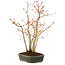 Acer palmatum, 32 cm, ± 5 years old