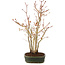 Acer palmatum, 32 cm, ± 5 years old