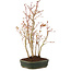 Acer palmatum, 32 cm, ± 5 years old