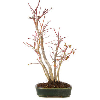 Acer palmatum, 36 cm, ± 5 años